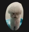 pet-image