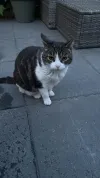 pet-image