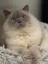 pet-image