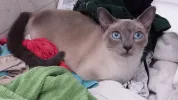 pet-image