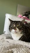 pet-image