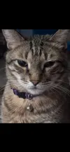 pet-image