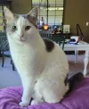 pet-image