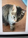 pet-image