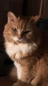 pet-image