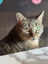 pet-image
