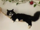 pet-image