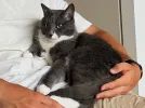 pet-image