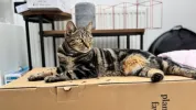 pet-image