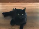 pet-image