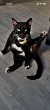 pet-image