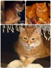 pet-image