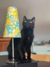 pet-image