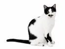 pet-image