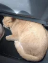 pet-image
