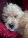 pet-image