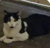 pet-image