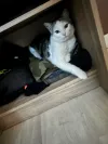 pet-image