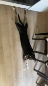 pet-image