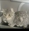 pet-image