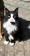 pet-image