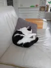 pet-image