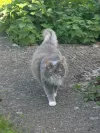 pet-image