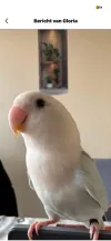 pet-image