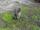 pet-image