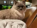 pet-image