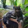 pet-image