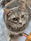 pet-image