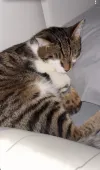 pet-image