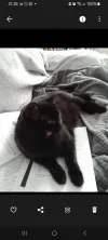 pet-image
