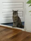 pet-image