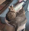 pet-image