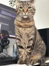 pet-image