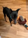 pet-image