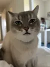 pet-image