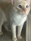 pet-image