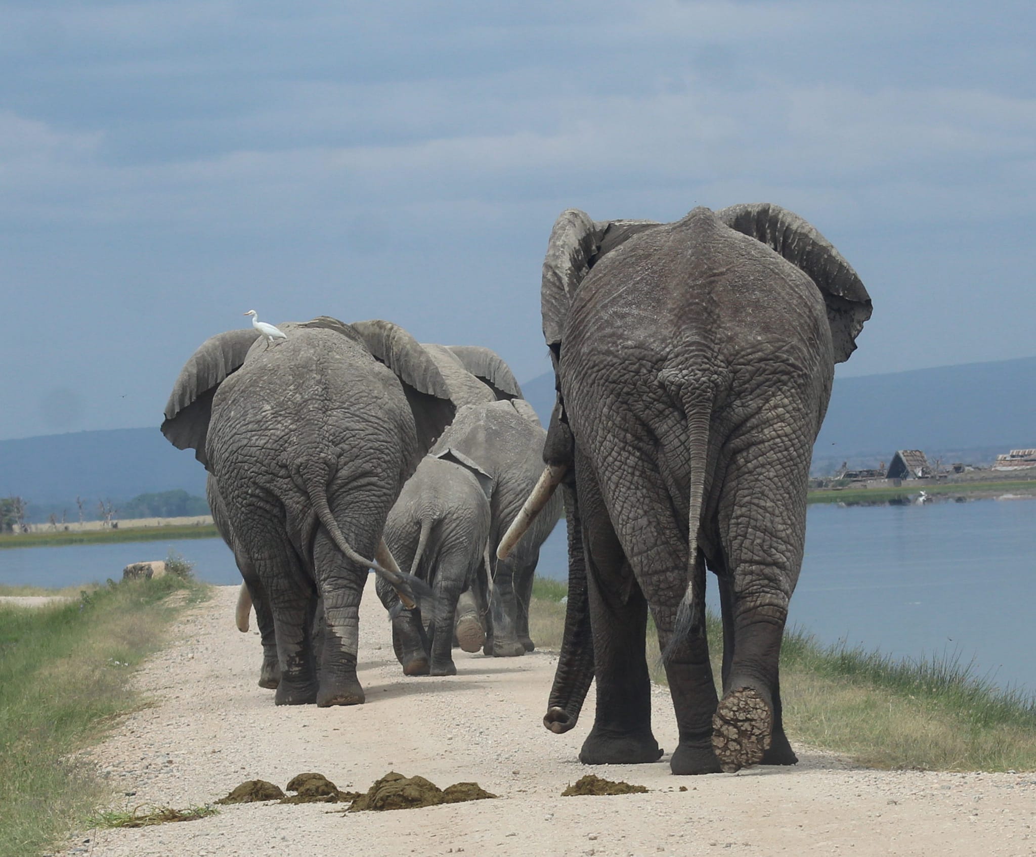 Elephants in Kenya's Amboseli National Park