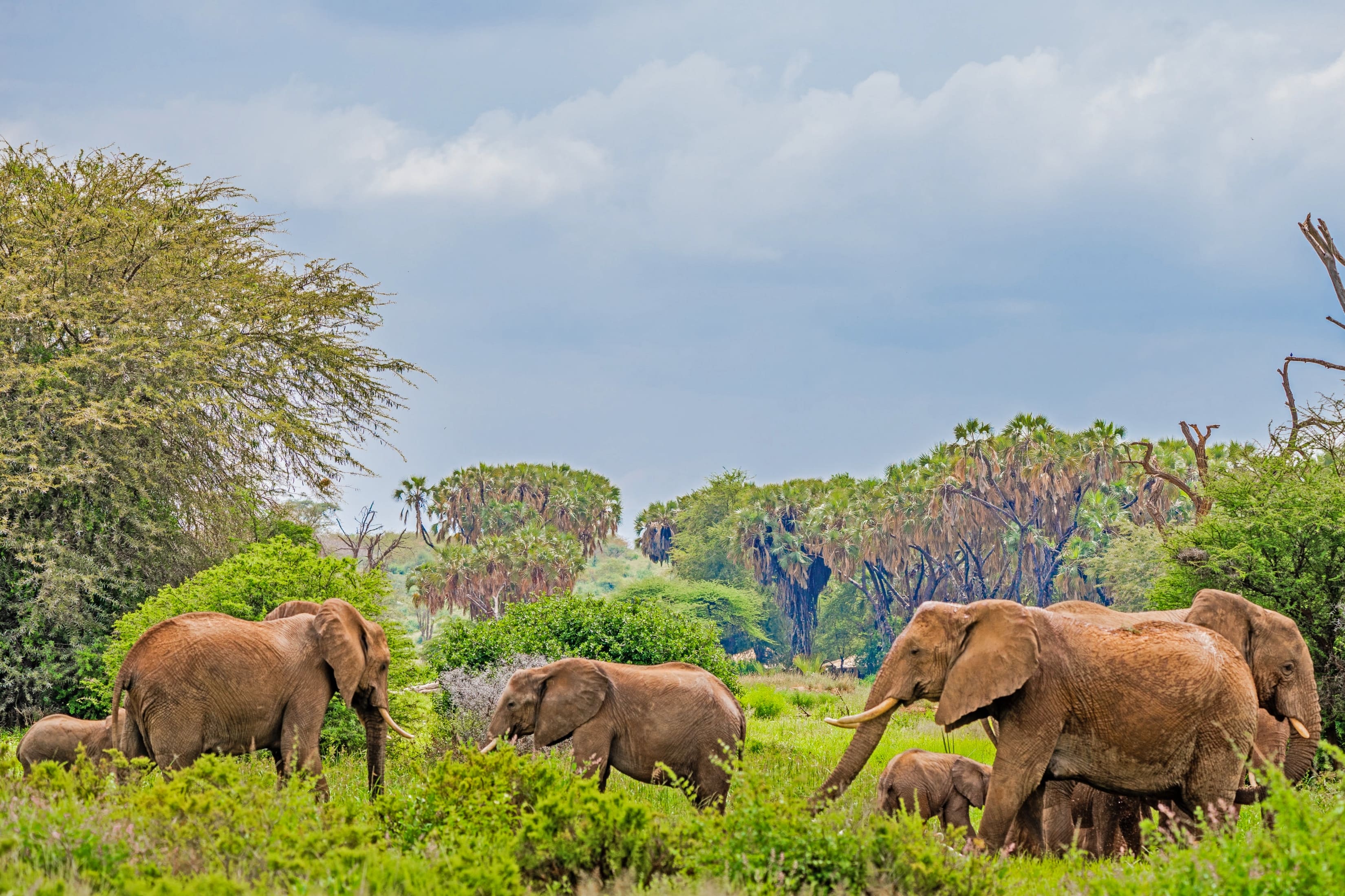 Elephants at the vast Samburu National Reserve