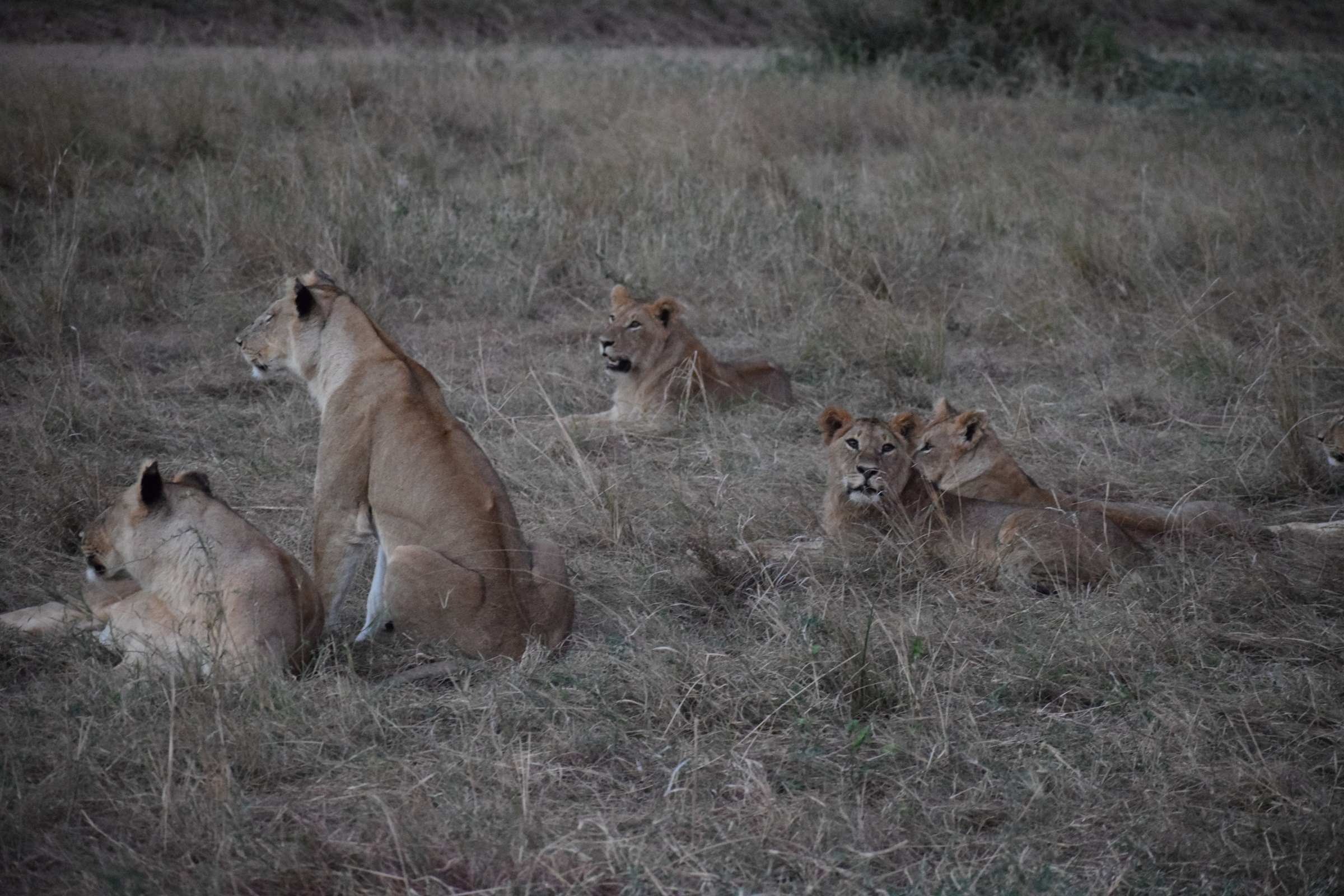 A pride of Lions in Mara by Phine Safaris