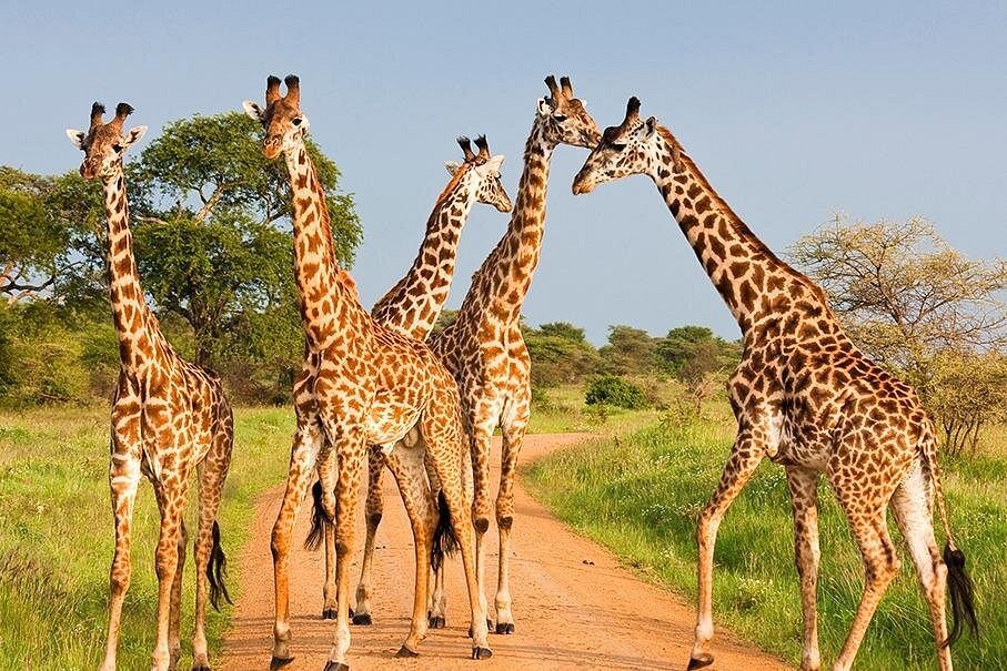 Classic Mara Wilderness Safari 