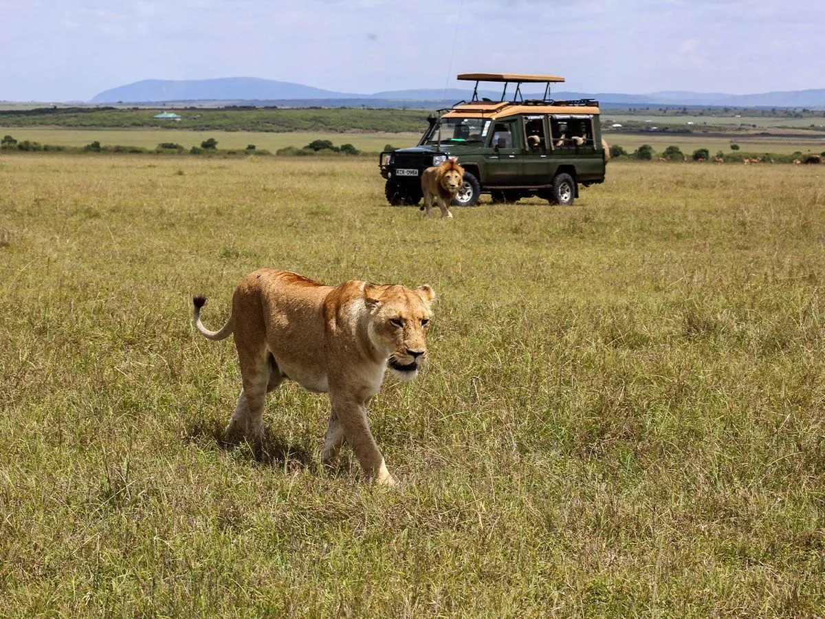 Go Hard, Then Go Wild: The Ultimate Iten to Maasai Mara Experience - Image 6