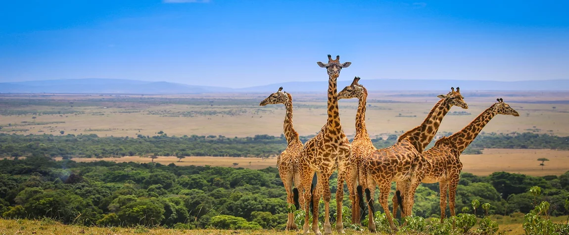 4 Days Maasai Mara & Lake Nakuru Epic Budget Safari