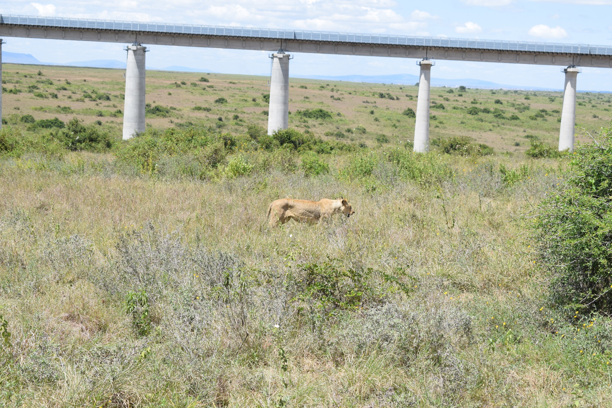 Nairobi Half Day Safari with Game Drive