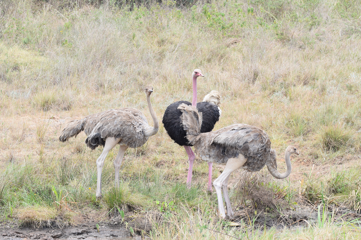 Nairobi Half Day Safari with Game Drive