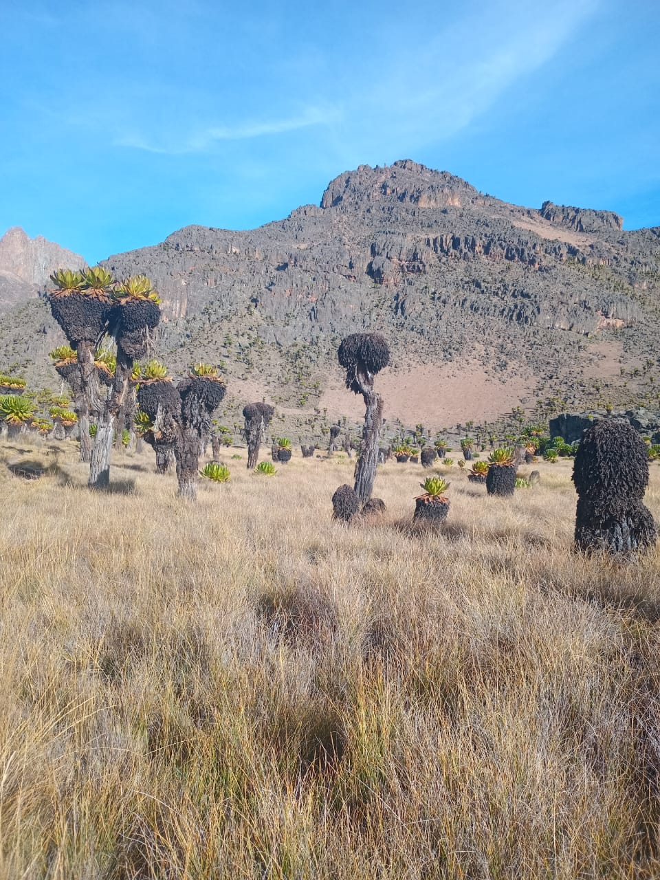 3-Day Mount Kenya Hiking via Sirimon down via Sirimon