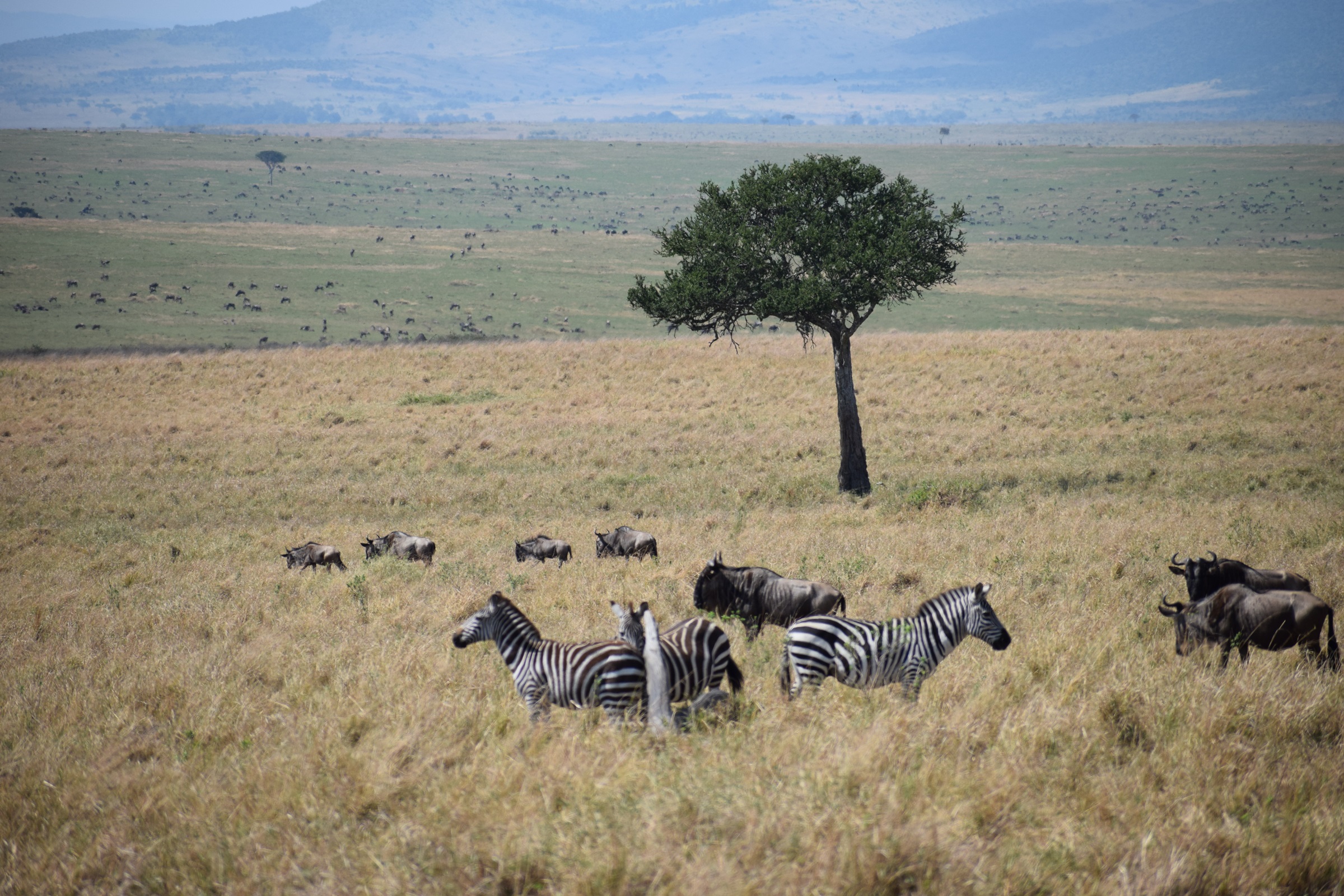 5 Days Safari Adventure Masai Mara +Lakes Nakuru & Naivasha